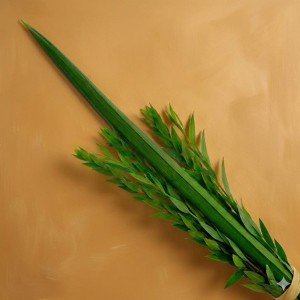  שיעור 'לולב שנחלק'